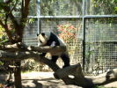 Klicken Sie auf das Bild, um es zu vergr&ouml;&szlig;ern